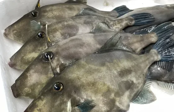 カワハギ
