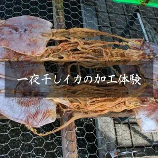 一夜干しイカの加工体験