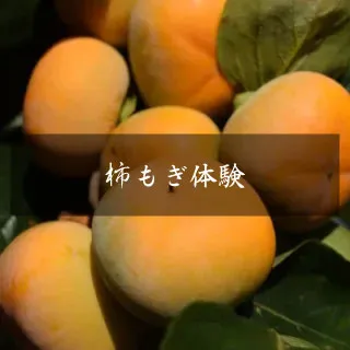 柿もぎ体験