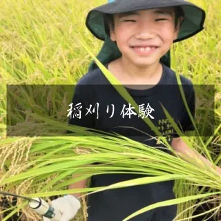 イネ刈り体験